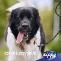 ZIPPY - Smycz + Obroża dla psa L (fluo.)